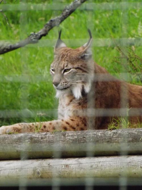 azvolrien: You also don’t see the lynx very often - their enclosure has a lot of hiding places for t