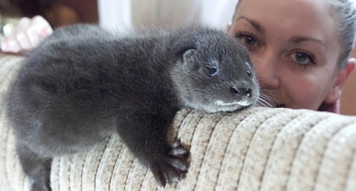 Porn photo catsbeaversandducks:  And now, a Baby Otter.