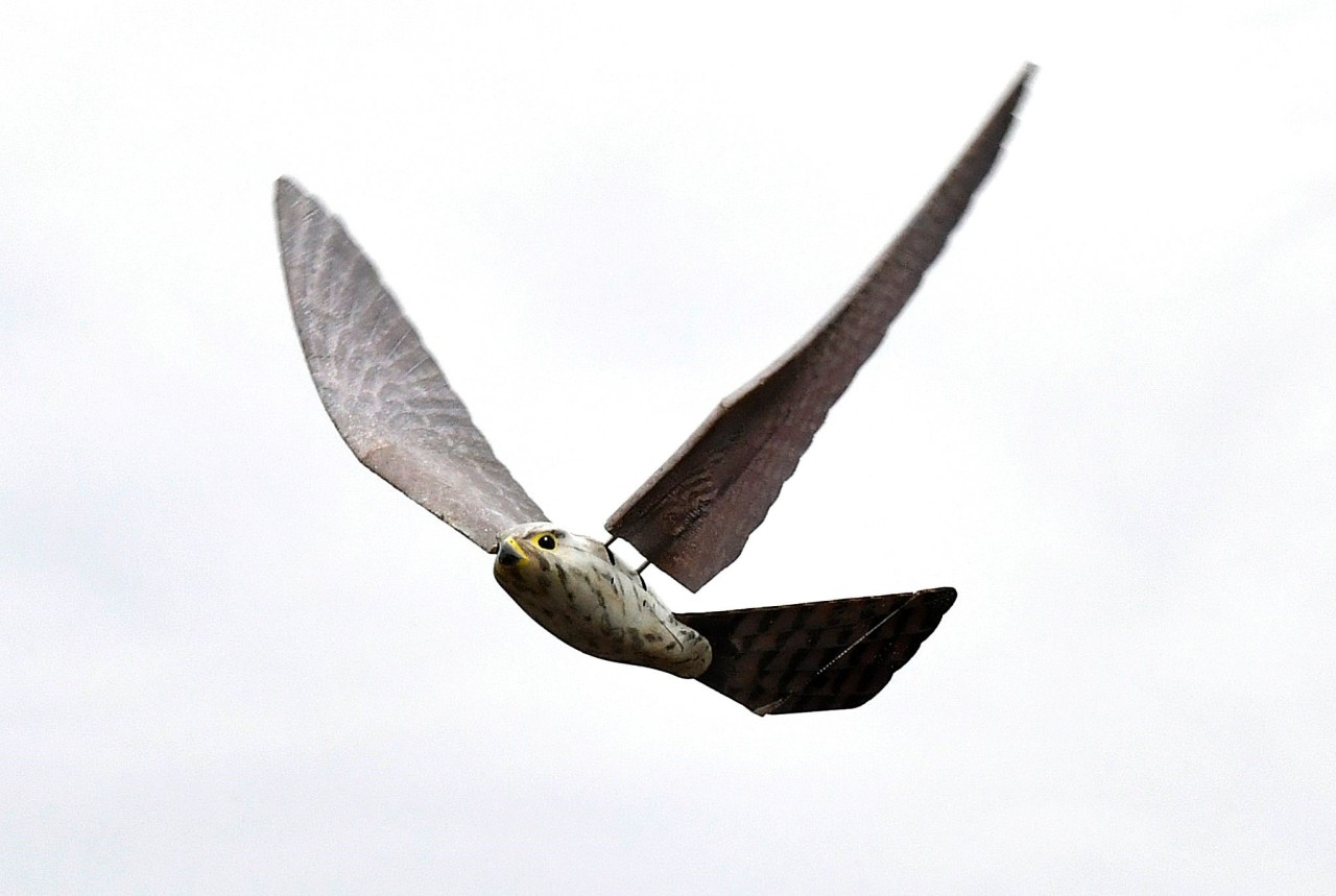 EL PÁJARO DRON. Este pájaro de mirada realista tiene un peso y un rendimiento similar de vuelo como un pájaro de verdad, y se vende como una solución para el control de aves especialmente a lo largo pistas de aeropuertos y para proteger a las...