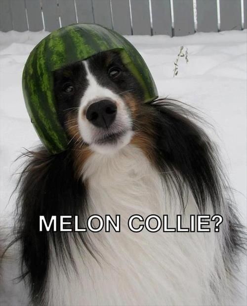 *snort*