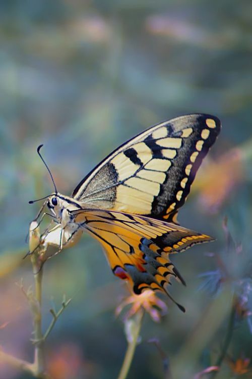 expressions-of-nature:by Yuriy Kotov