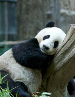 giantpandaphotos:  Yun Zi at the San Diego