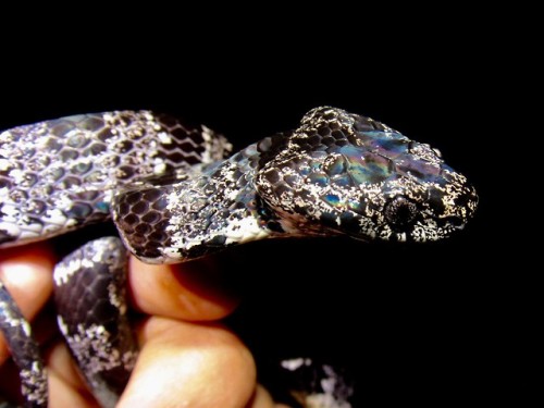 green-algae:The shining scales of a clouded snake [Sibon nebulatus], a small arboreal species native