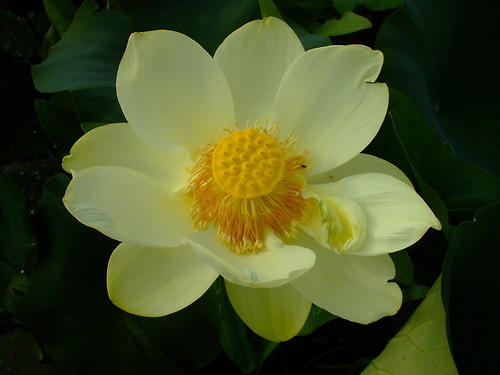 uswildflowers:Nelumbo lutea (American lotus)