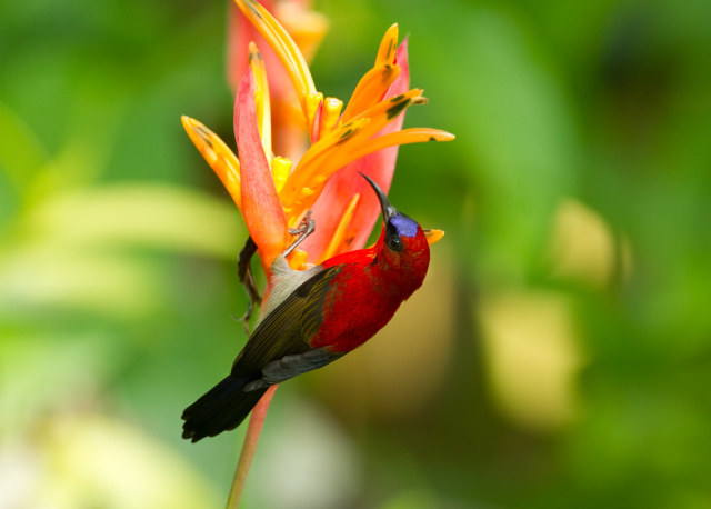 Crimson Sunbird (Aethopyga siparaja)© Gary Faulkner #crimson sunbird#aethopyga siparaja#nectariniidae#passeriformes#gary faulkner#birds