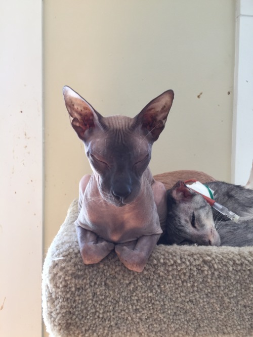 Vladimir, my Peterbald.