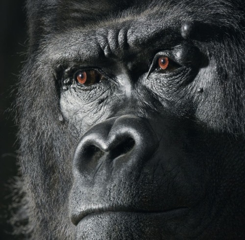 wolverxne:  How he got them to sit still, we don’t know. But somehow award-winning UK-based photographer Tim Flach managed it, and this was the result. The 54-year-old has created a collection of incredible photographic portraits of animals so intimate