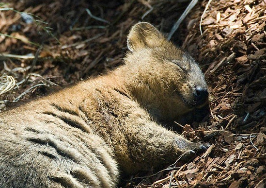 delacroix:    This animal is called a Quokka and it is the happiest thing on the