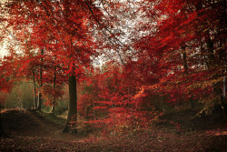 gothnrollx:  Red Forest by Marcus (www.sucramland.com) on Flickr.