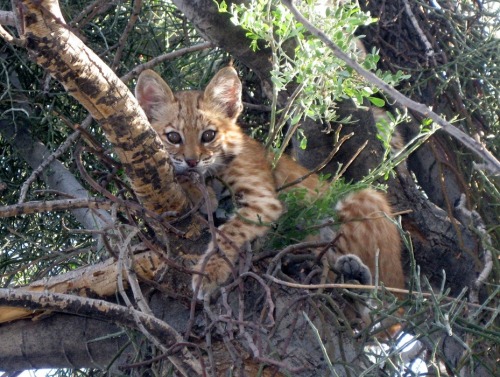 Backyard Wildlife - Bobcat Kitten (via Don Scott)