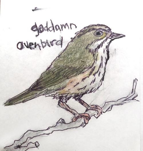 Goddamn OvenbirdHaha, no, it really is called an “ovenbird”. The ovenbird is widespread across much 