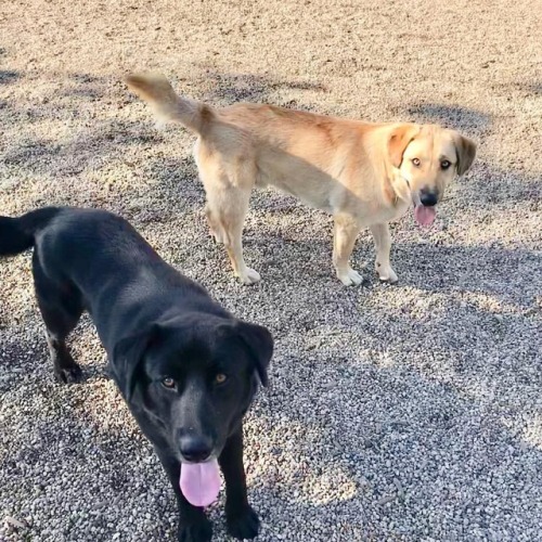 Look who it is: Durango & Wrangler. Swipe to see them kissing they’re best boy buds. Great dogs,