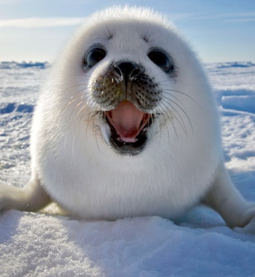 simplycute