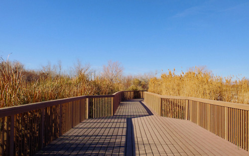 Clark County Wetlands Park. Sharon Patterson Monge