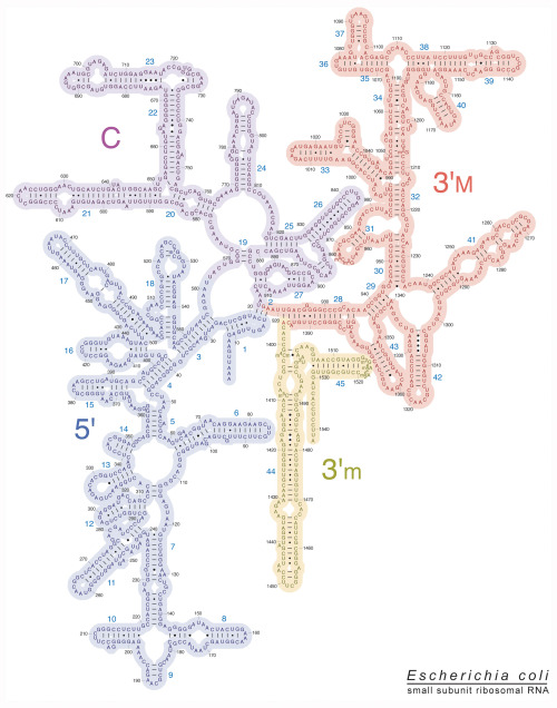 medicalschool:Escherichia coli 16S rRNA Secondary Structure (click to view bigger)awwwwwwwwwwwwwwwww