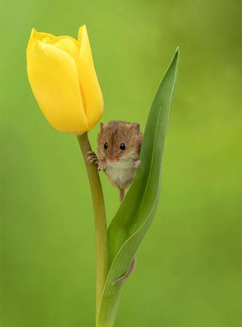 the-sunflower-one:Miles Herbert, 52, captured the sweet snaps as the harvest mice played inside the 