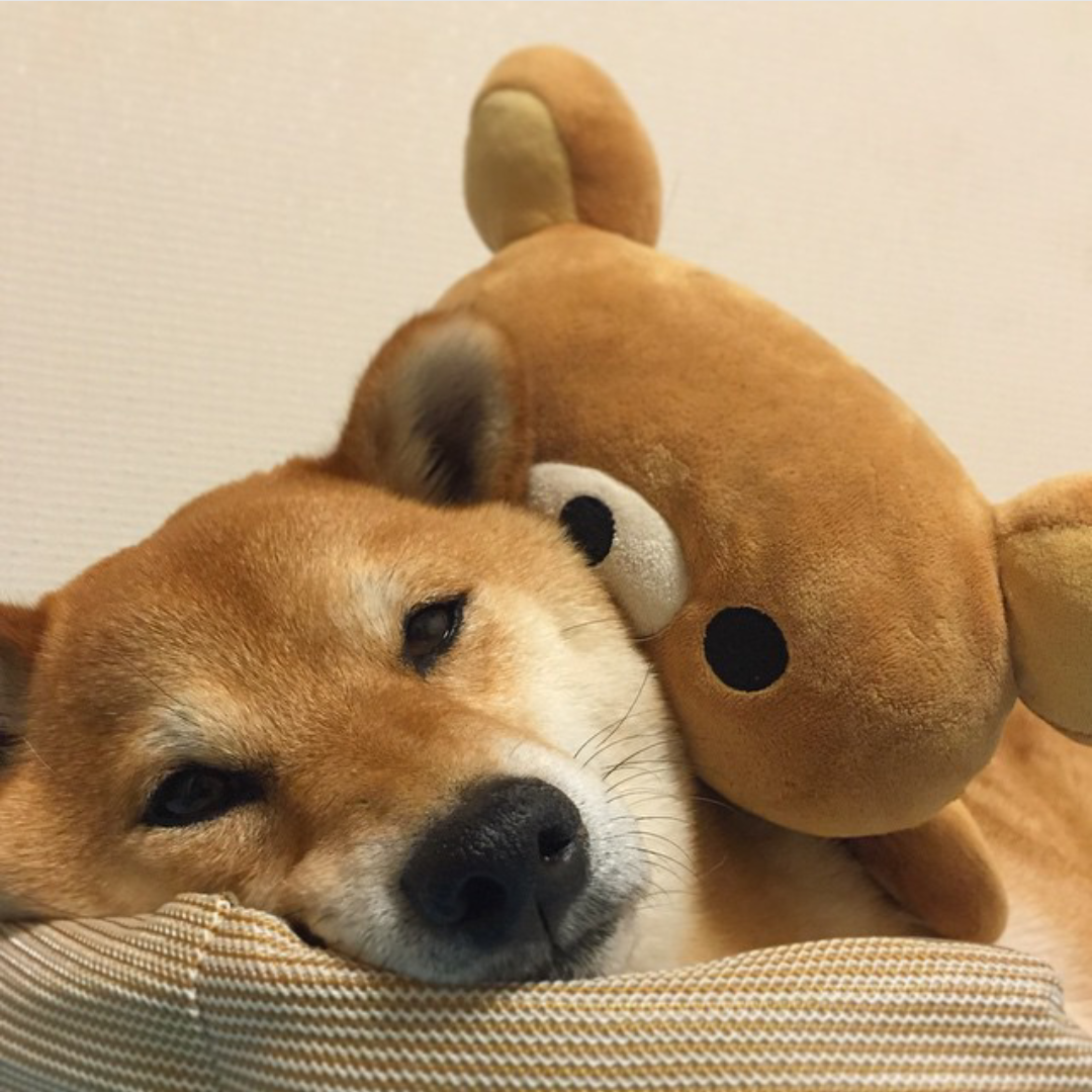 yeoja:  coiii:  shiba x rilakkuma (cr. minapple on ig)   me