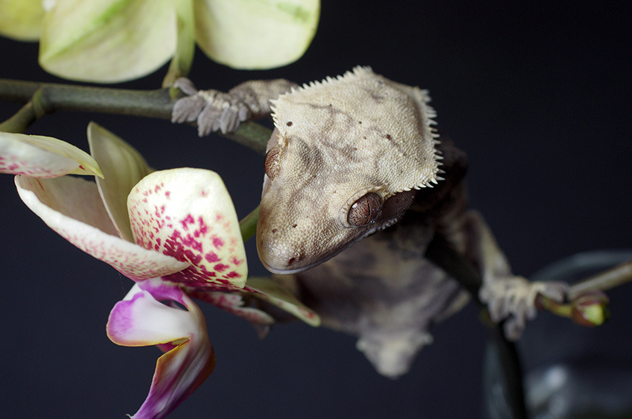 kittendrumstick:  One of my orchids had root rot, so I had to repot it and cut its