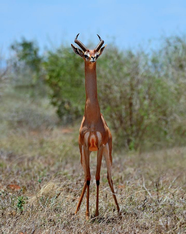 What The Fauna? • Gerenuks are a species of African antelope with...