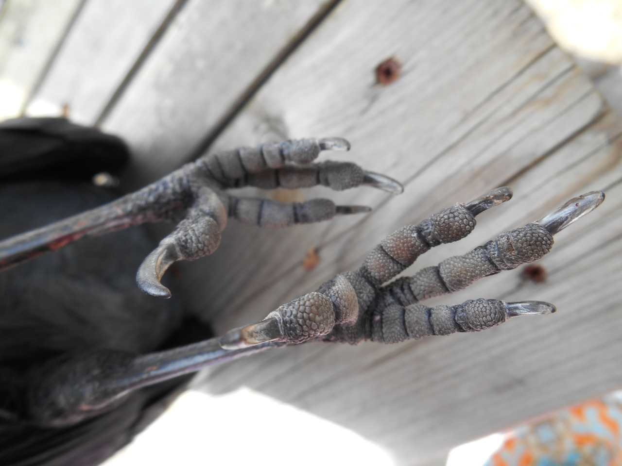 artofmaquenda:  There were some people interested in more views of the jackdaw legs,