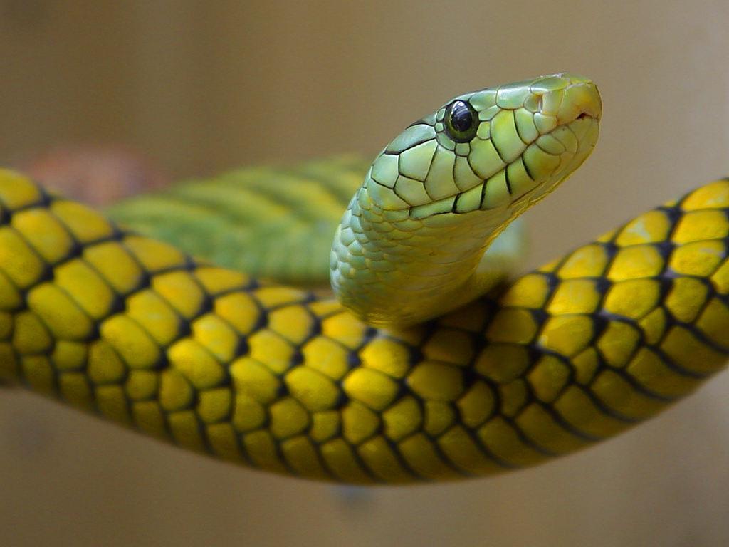 exotic-venom:
“ (Dendroaspis jamesoni) - Jameson’s mamba
”