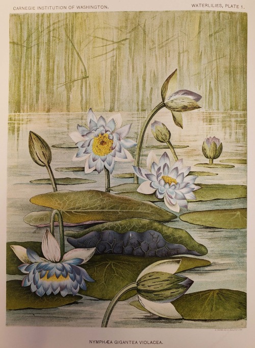 From: Conard, Henry S. (Henry Shoemaker), 1874-1971. The waterlilies. Washington, D.C. : The Carnegi