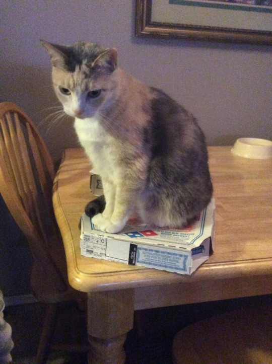 saddestblogger:  naqqs:  saddestblogger: someone’s sitting on my dinner and i consider it to be huge a inconvenience but….. I love them . so it’s alright ??  
