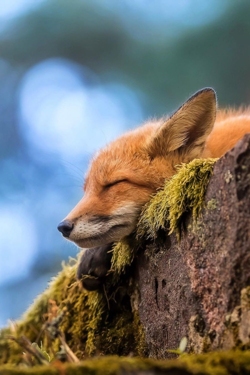 lsleofskye:Red fox| soosseli 