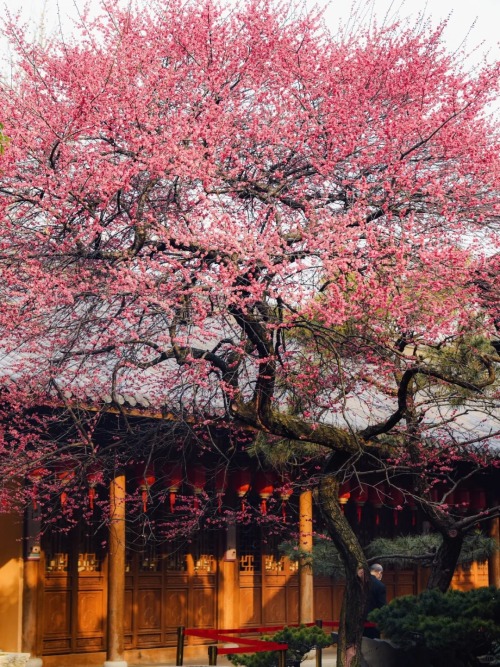 Spring Is Not Far, Tiefosi, Huzhou, Zhejiang Province In China (cr  猪甜菜的旅行手记)