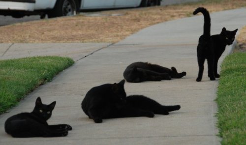 redlipstickresurrected:Chris Yarzab (based Arleta, CA, USA) - 1: Four Black Cats on the Sidewalk, 20