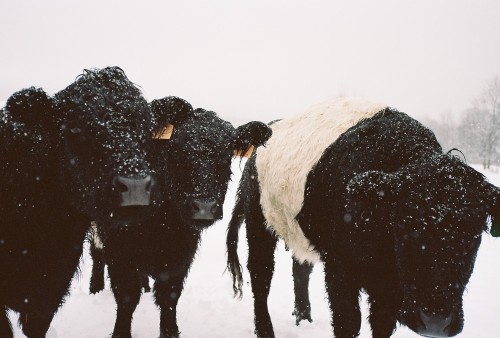 dandruff
