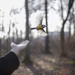 arsvitaest:  Cig Harvey, Goldfinch, 2014