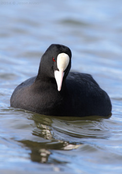 birdsonly:  Eurasian Coot ~ Blässhuhn ~ Fulica atra It is sooooo difficult to take a sharp picture of a black creature with a wobbly head and a tiny red eye … ;-)  2014 © Jesse Alveo 