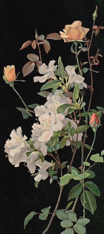 clawmarks:Azaleas and Roses - George Cochran Lambdin for L. Prang & Co. - 1878 - Boston Public L