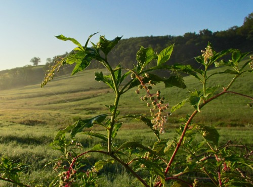 Pokeweed, Phytolacca americana, with webs and dew yesterday morning.