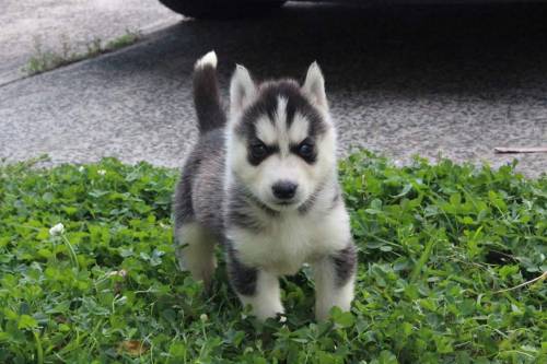 dogsandpupsdaily:  - Siberian Husky. Want more? Follow:http://dogsandpupsdaily.tumblr.com/