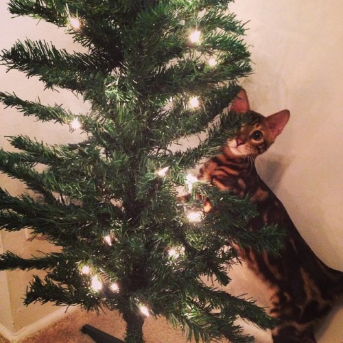 Titan is setting up the Christmas tree for us @mikekmyer #bengalcatsofinstagram #bengal #kitten #kit