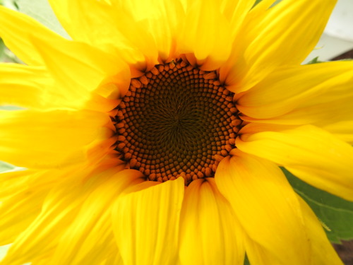 Sunflower time