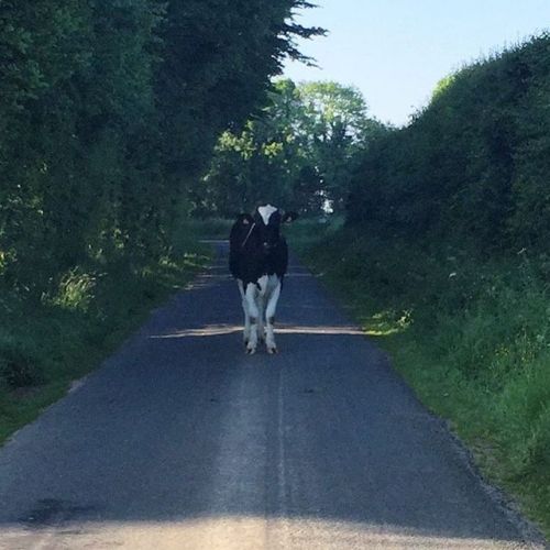 Rencontre ! Aller voir ailleurs si l'herbe est plus verte &hellip;. #petitveau #normandietourism