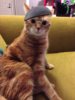 derpycats:  my friends cat Tomo reminds me of Jamie from Myth Busters…so I did what had to be done….