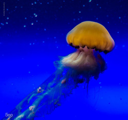 lifeunderthewaves:  Handsome Jellyfish by