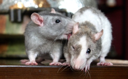 pet rats