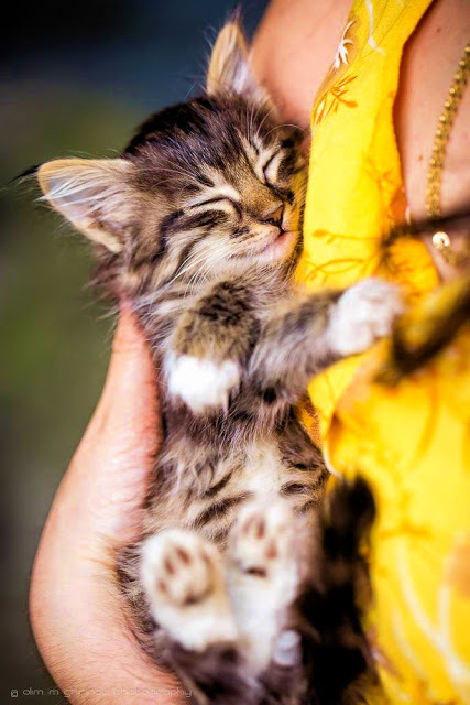 magicalnaturetour:  Just like a baby…by Darshana Abeyrathne ~ Sweet Dreams beautiful