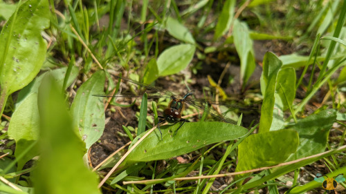 Racket-Tailed Emerald - Dorocordulia liberaAs promised, another beautiful insect from the Muskoka co