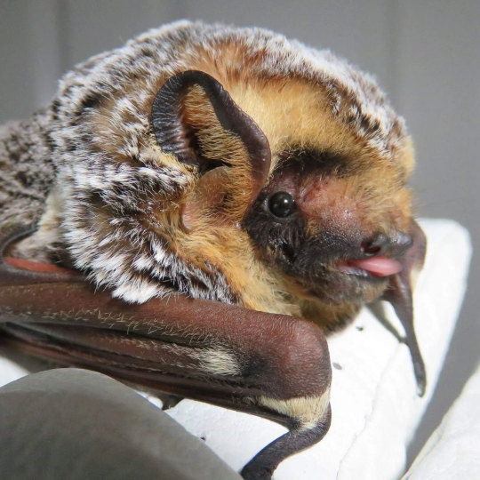 spacebatisluvd:prettypinkviper:  dreamingbuttons:vederlicht:chickenstab:chickenstab:all these fucking fools on my dashboard talk about how they love bats but only show pictures of fruit bats fuck you start posting pictures of all bats i can’t stand