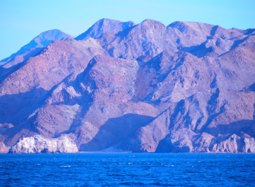 sciencefriday:
“ In 1940, John Steinbeck cataloged wildlife in the Sea of Cortez. Now, a new creature lurks beneath the surface. “Trying to remember the Gulf is like trying to recreate a dream,” John Steinbeck wrote about the Gulf of California.
On...