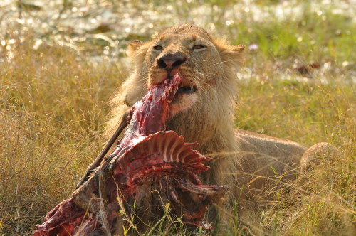 terranlifeform: African lion (Panthera leo) feeding on an impala (Aepyceros melampus) at Chitabe in 