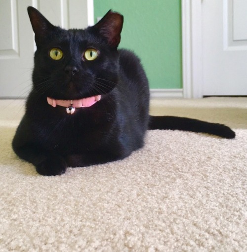 here’s Toby posing for black cat appreciation day!!!!(submitted by @niftyflowers)