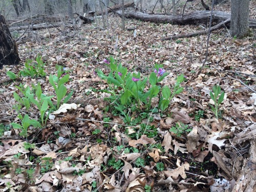 alackofcharacter:More from the walk. From top to bottom:Virginia bluebellWood poppyCutleaf toothwort