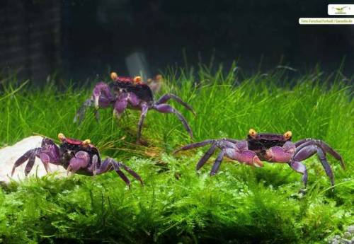 end0skeletal:Geosesarma dennerle, or the purple vampire crab, is a species of small land-living crab